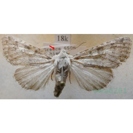 Aporophyla canescens (Duponchel, 1826) Greece18k